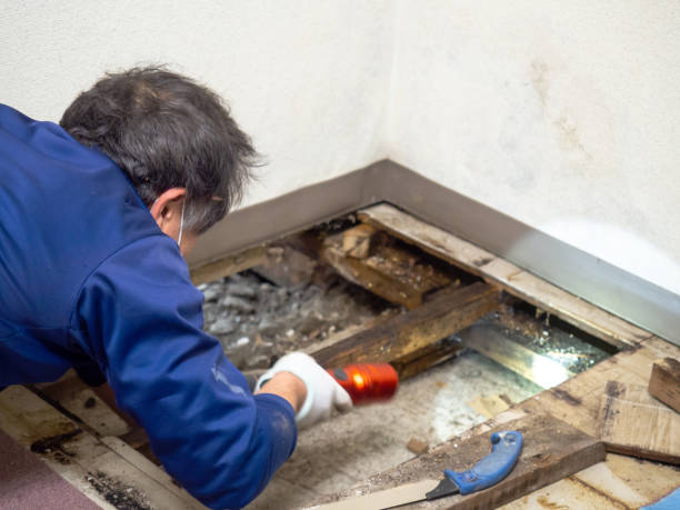 Professional Mold Removal in Highland, NY
