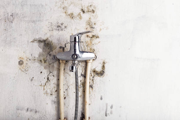 Best Mold Testing  in Highland, NY