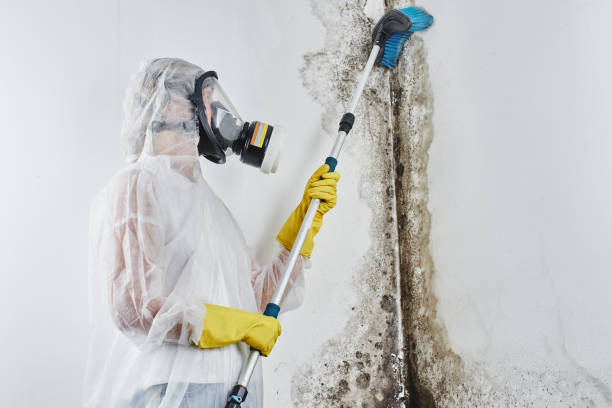 Best Mold Removal Process  in Highland, NY
