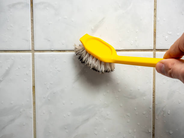 Best Same-Day Mold Removal  in Highland, NY