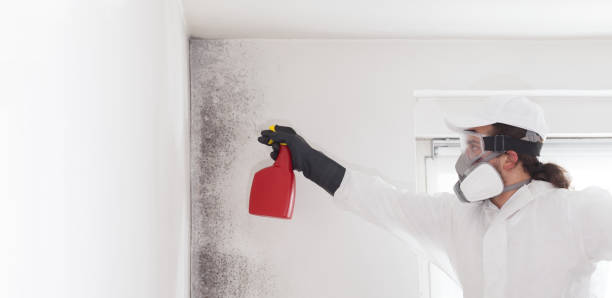 Best Professional Mold Removal  in Highland, NY